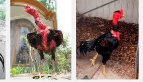 Ayam Aduan Vietnam Asli