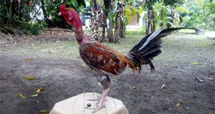 Ayam Laga Saigon