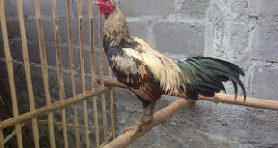 Ayam Laga Birma Ori