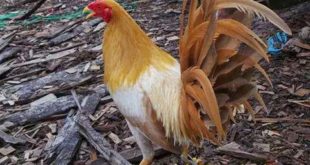8 Jenis Ayam Sabung Pisau