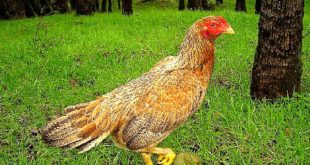 Ayam Aduan Brazil