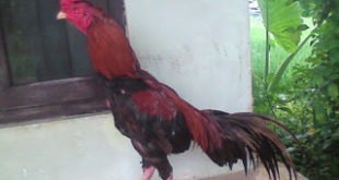 Ayam Mathai