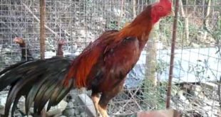 Ayam Pakhoy
