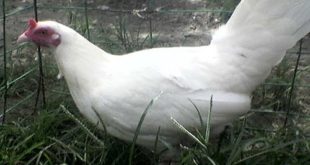 Ayam Peru