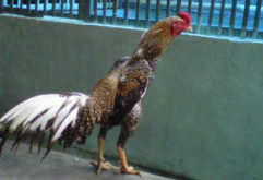 Legenda Ayam Panus