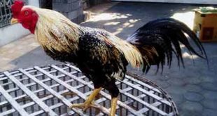Ayam Bangkok Wido