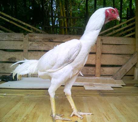 ayam bangkok putih, kinantan, ayam petarung, ayam aduan, ciri khas, katuranggan, kelebihan